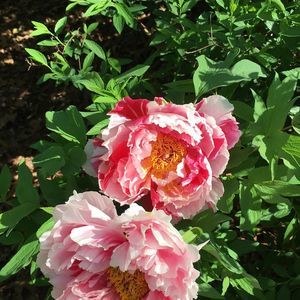 Meet your Posher, Gale